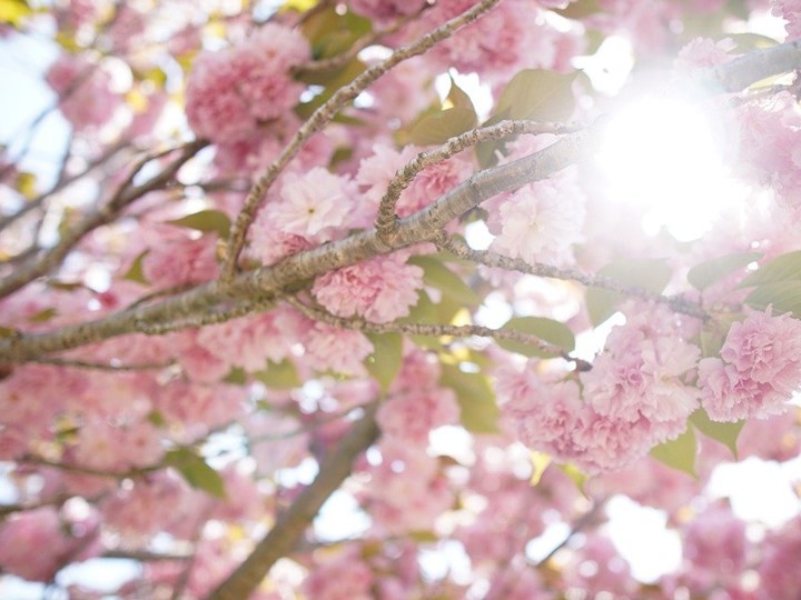 いにしえ の 奈良 の 都 の 八重桜 意味
